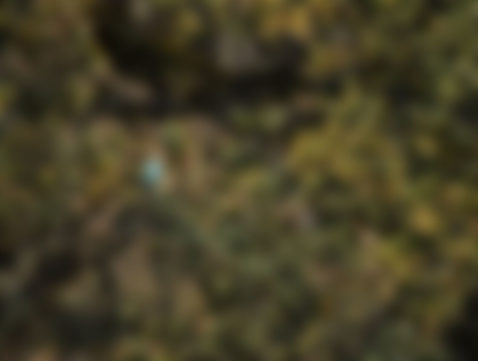 low-preview-65e41880 3eec 4509 8744 9365ef0d0b6b pangarchulla trek pg indiahikes jothiranjan oaktrees birds spring 1